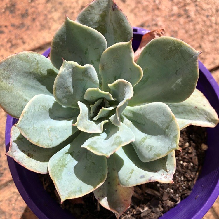 Plant image Echeveria Capri