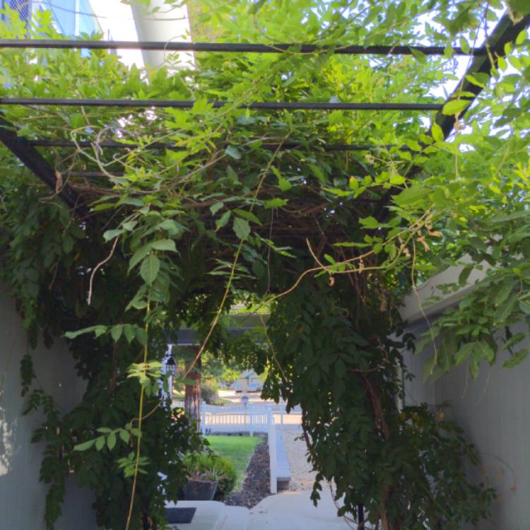 Plant image Wisteria floribunda 'Burford'