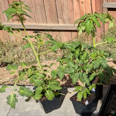 Tomato 'Beefsteak'