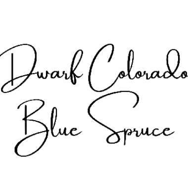 Blue Spruce