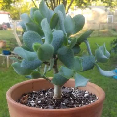 Crassula Ripple Jade