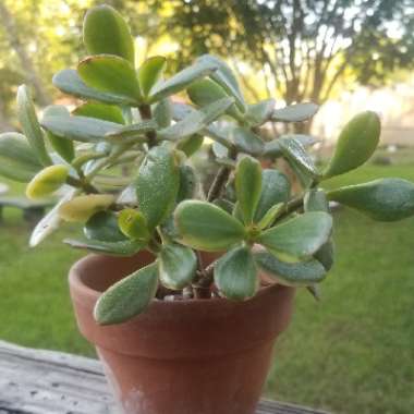 Crassula ovata 'Variegata'