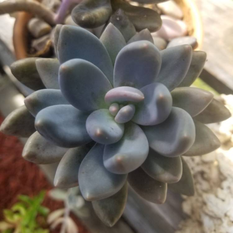plant image 996924