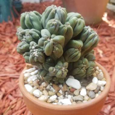 Cereus cactus 'Ming Thing'
