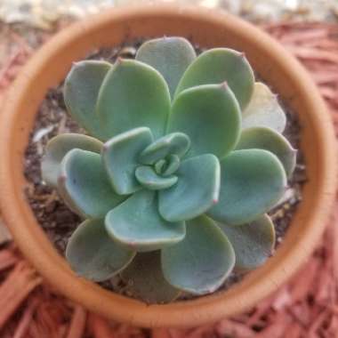 Echeveria 'Blue Prince'