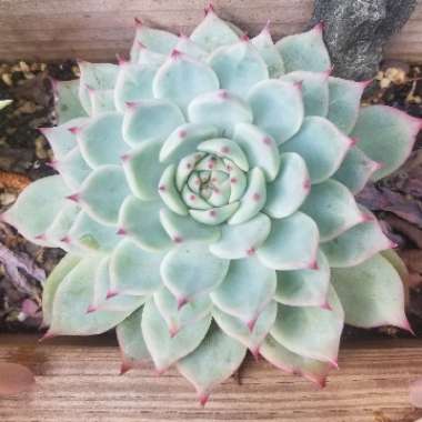 Echeveria 'Chihuahuaensis'