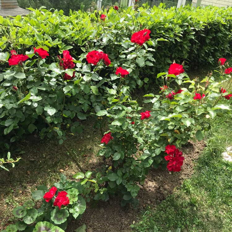 plant image 1020820