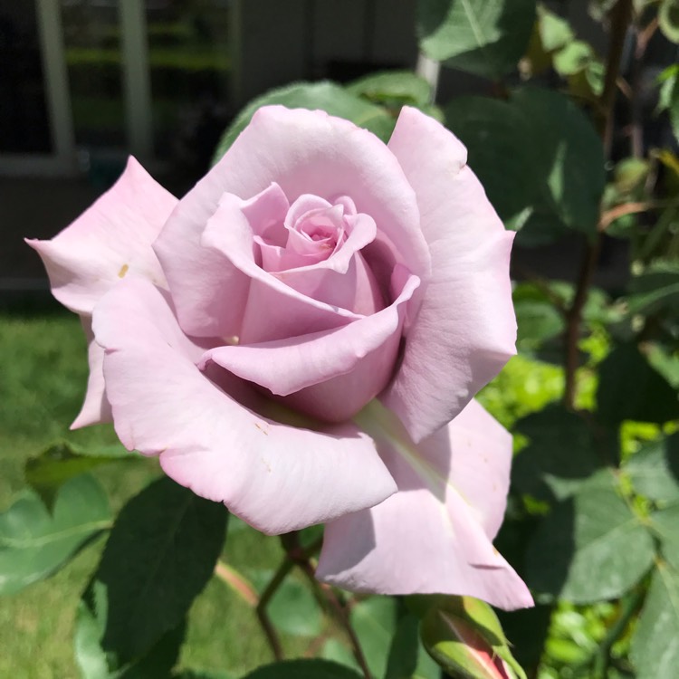 Plant image Rosa 'Athysumo' syn. Rosa 'Blue Diamond', Rosa 'Hi Ho Silver'