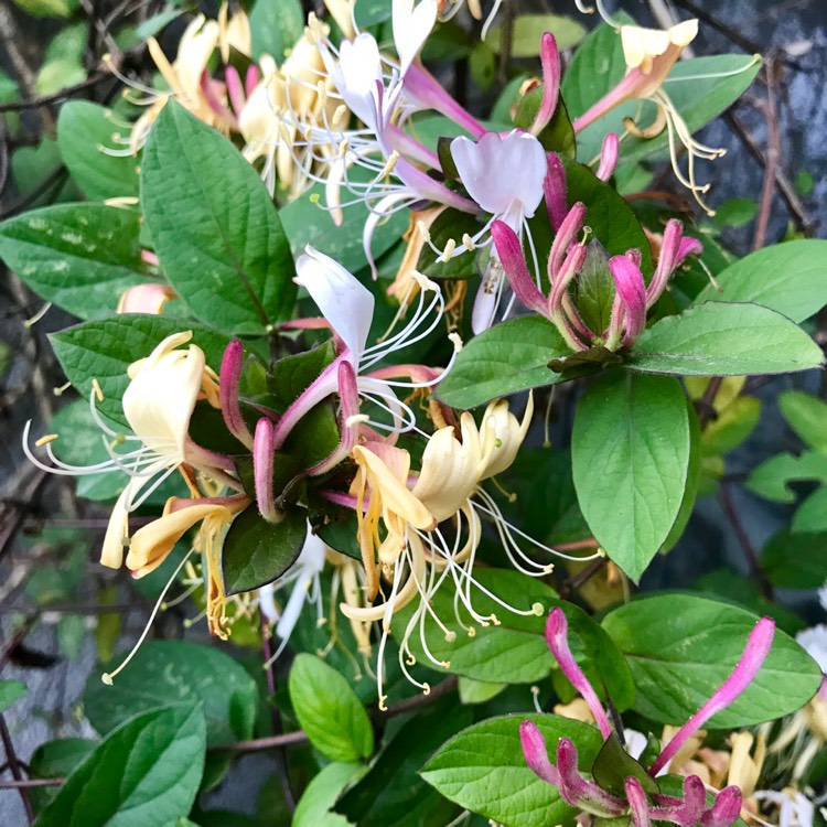 Plant image Lonicera periclymenum 'Belgica'