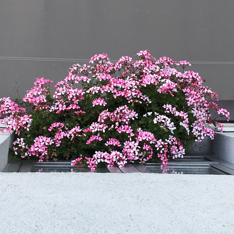 plant image 1052156