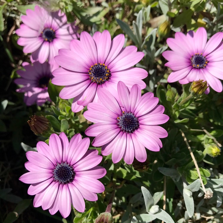 plant image 1272593 plant image 1272593
