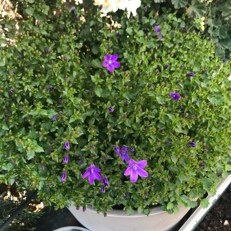 plant image 1293303