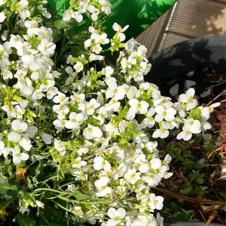 Plant image Arabis Caucasica Alpinum