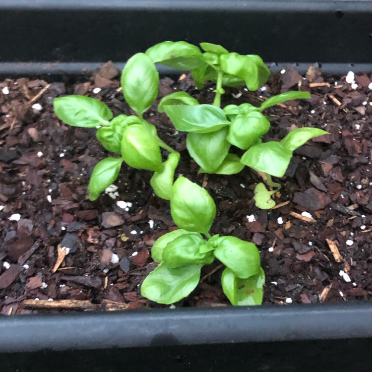 plant image 1255138 plant image 1255138