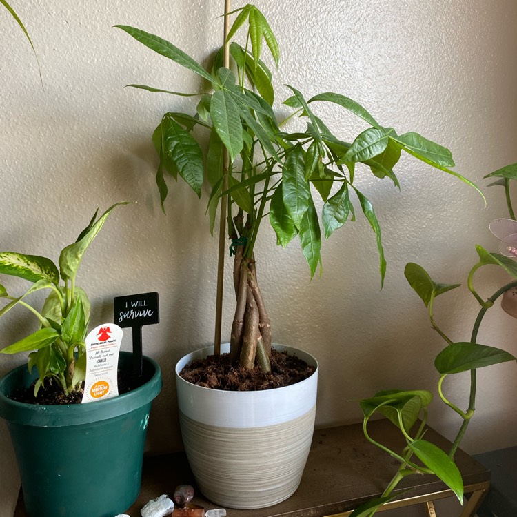 plant image 1256212