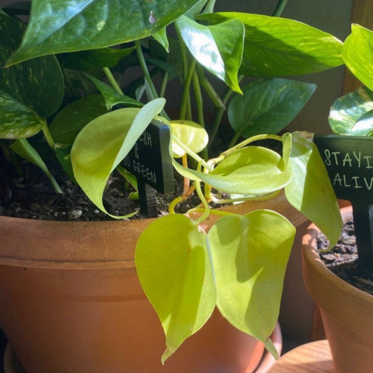 plant image 1261670