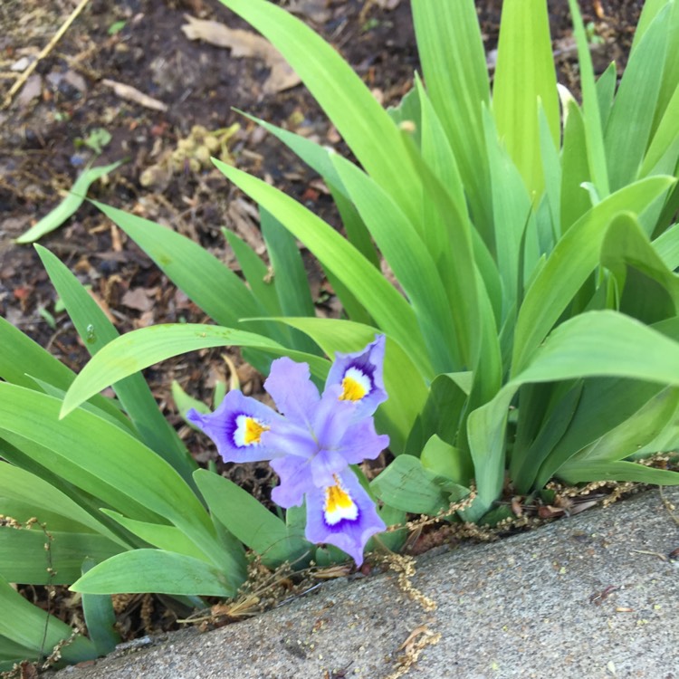 Plant image Iris Japonica 'Nada'