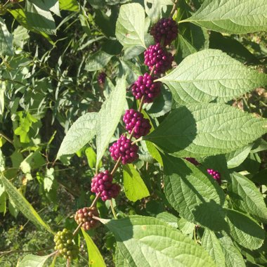 Callicarpa Americana