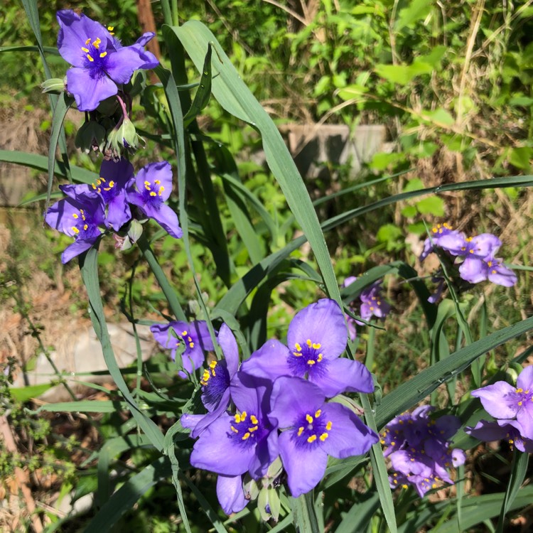 Plant image Tradescantia (Andersoniana Group) 'Purple Dome'