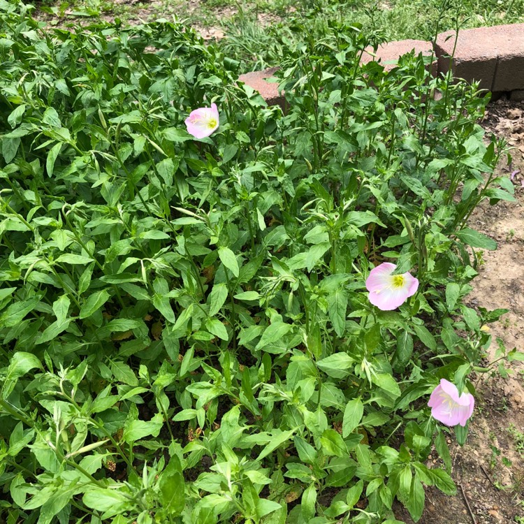 Plant image Oenothera speciosa 'Twilight'