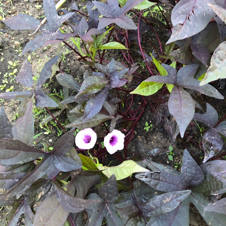 plant image 730394