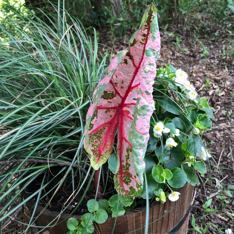 Plant image Caladium 'Pink Beauty'