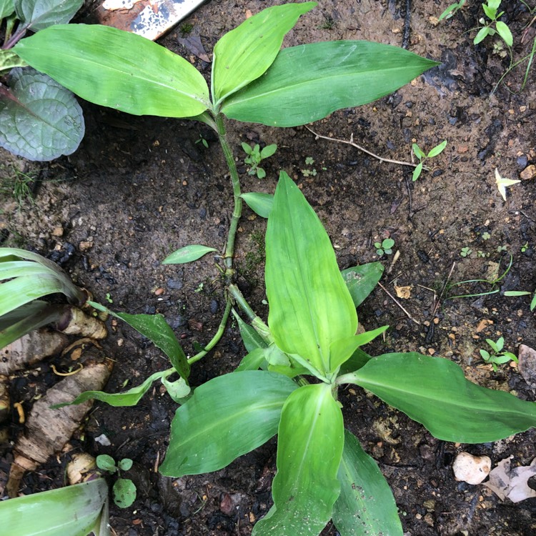 Plant image Tinantia anomala syn.Tradescantia anomola, Tradescantia texensis