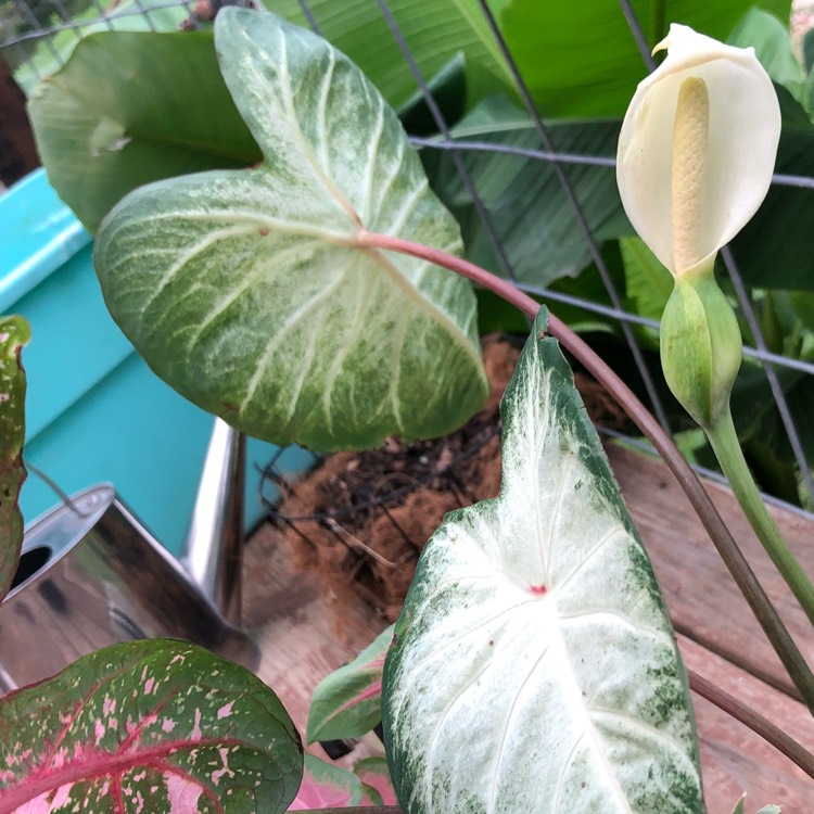 Plant image Caladium 'Aaron'