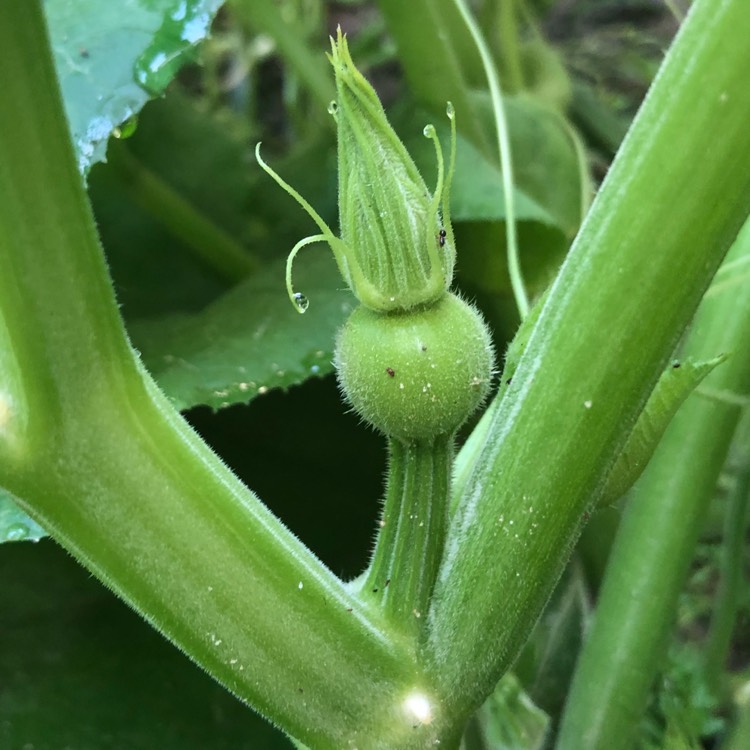plant image 770550