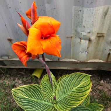 Canna 'Pretoria' syn. Canna 'Bengal Tiger', Canna 'Striata', Canna 'Palida', Canna 'Malawiensis', Canna 'Malawiensis Variegata', Canna 'Praetoria', Canna 'Pretoria Variegata', Canna 'Kaepit'