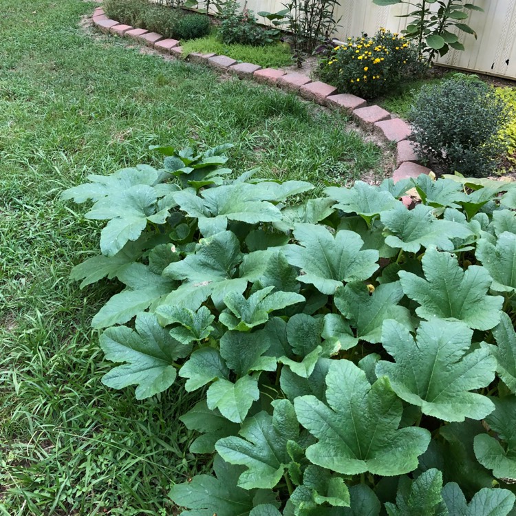 plant image 793210