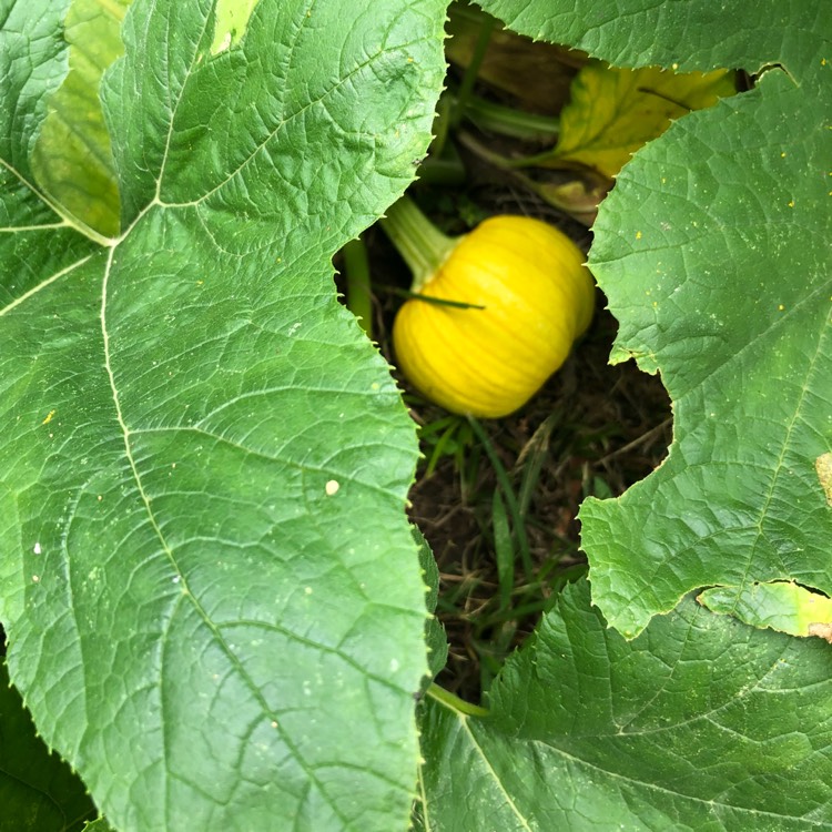 plant image 822851