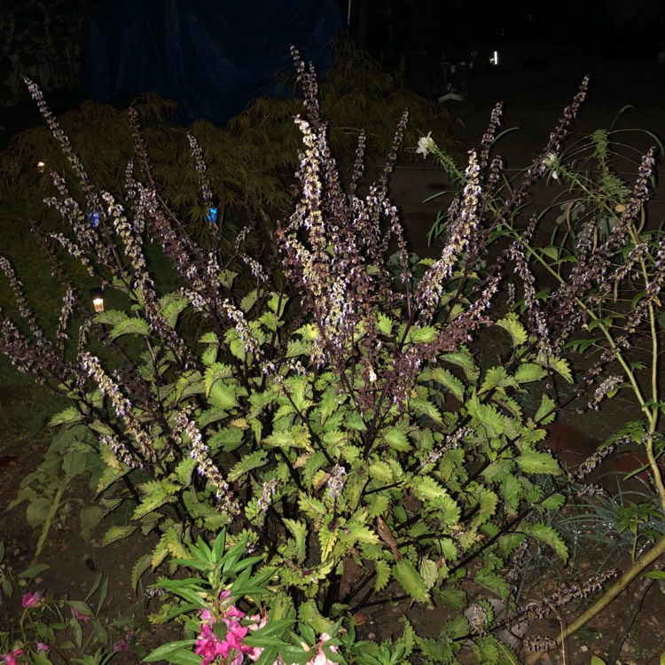 plant image 834807 plant image 834807