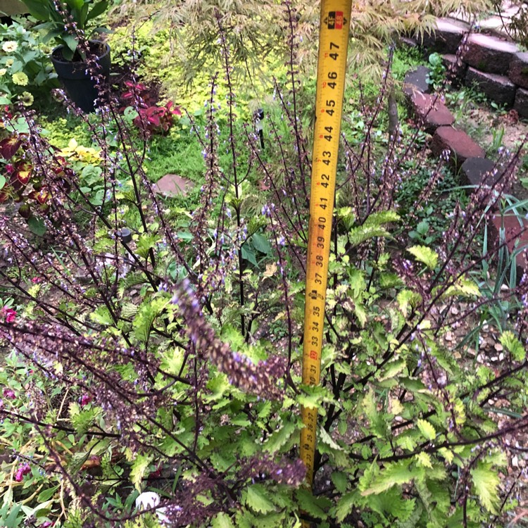 plant image 844303 plant image 844303