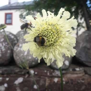 Giant Scabious