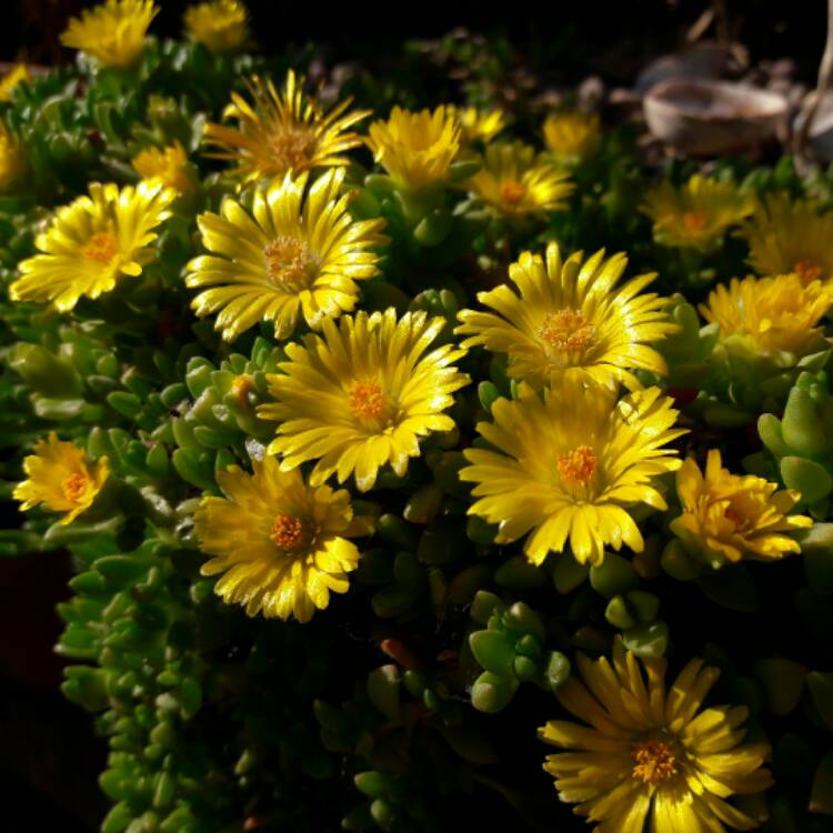 Plant image Delosperma nubigenum