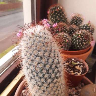 Linda's garden