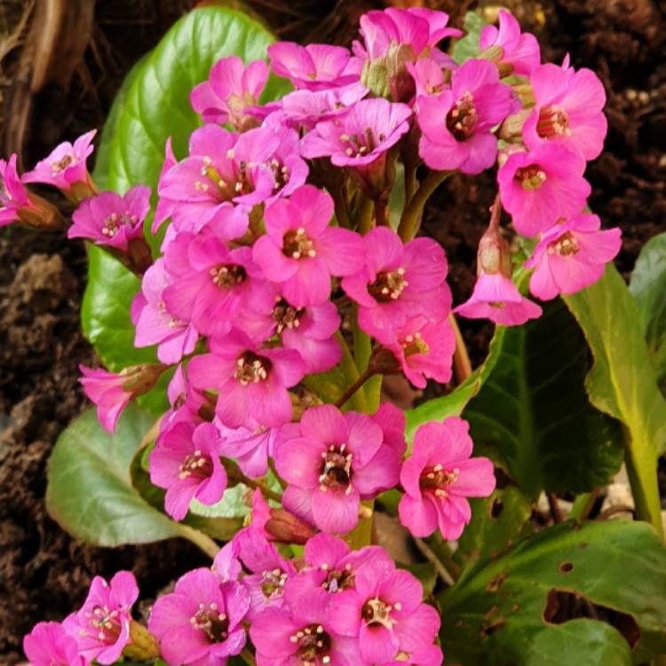 plant image 1010246
