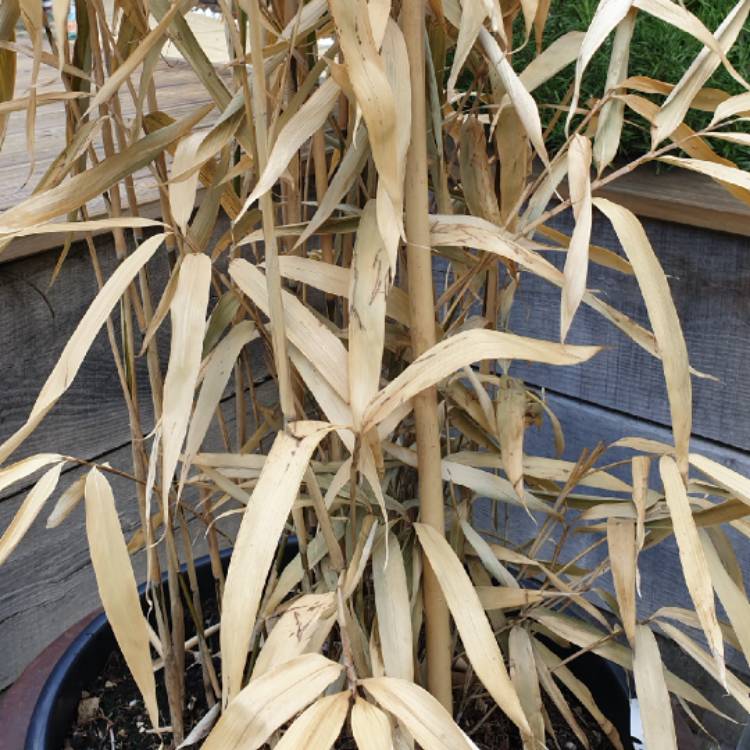 plant image 1028277 plant image 1028277