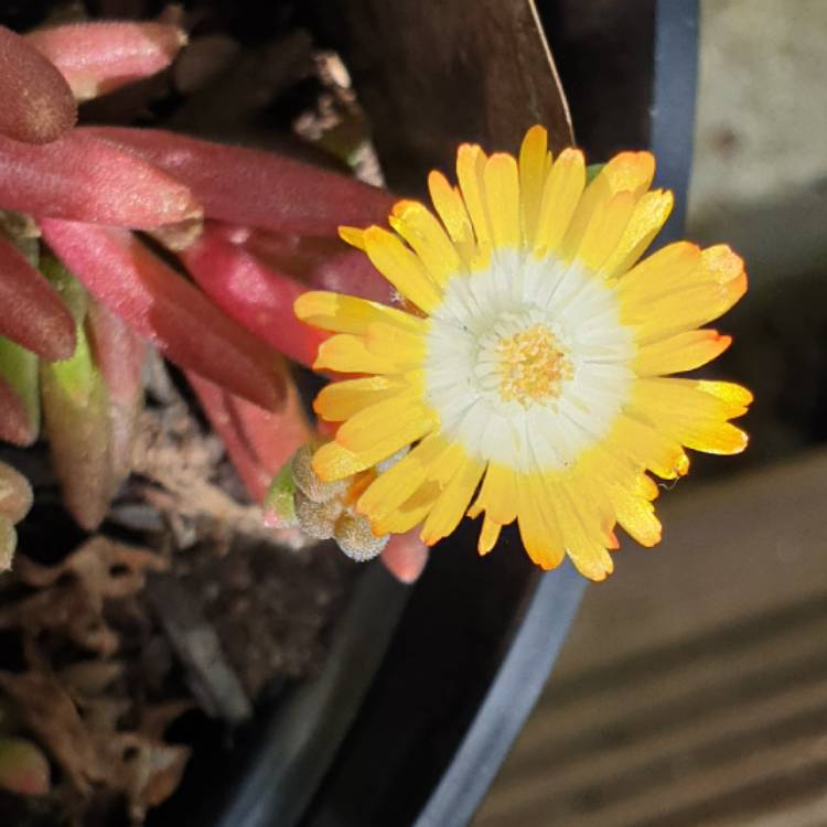 Plant image Delosperma cooperi 'Jewel Of Desert Peridot' (Jewel of Desert Series)