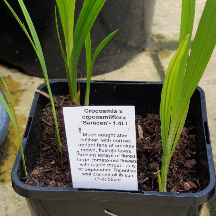 plant image 1047785