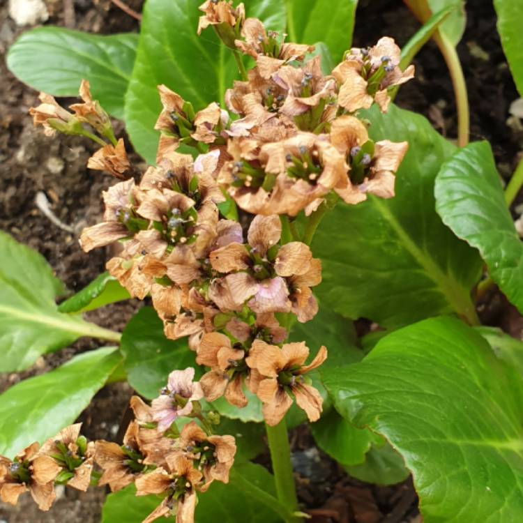 plant image 1072248