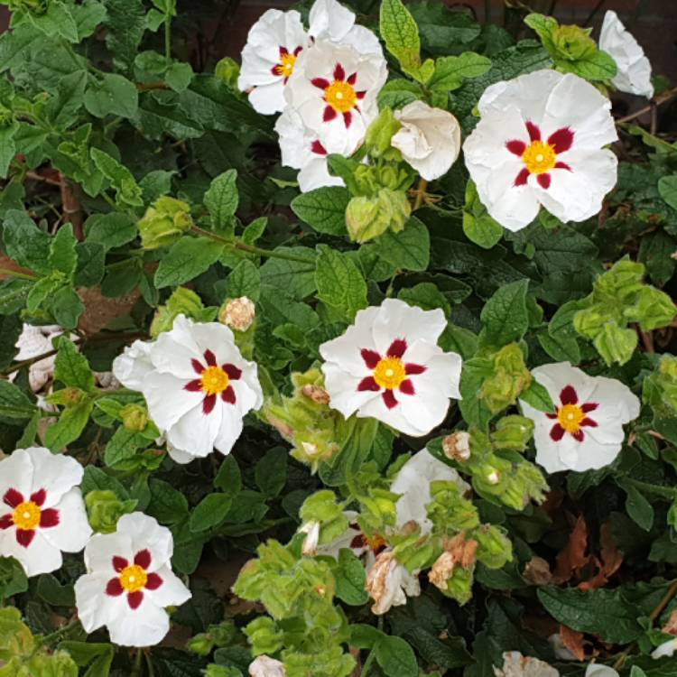 plant image 1072251