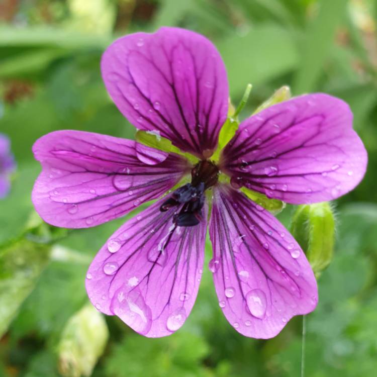 plant image 1119028