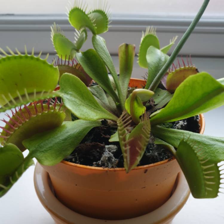 plant image 1131846
