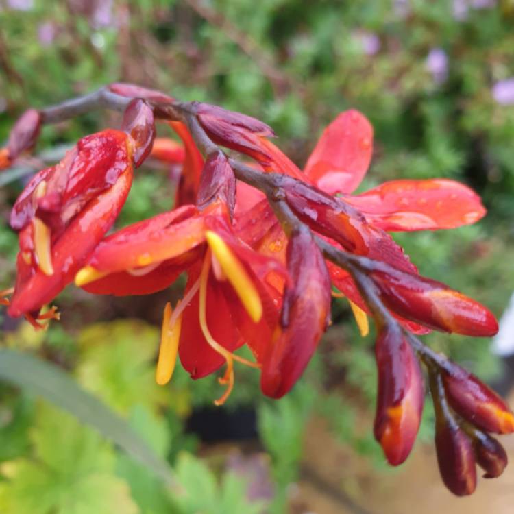 plant image 1138522