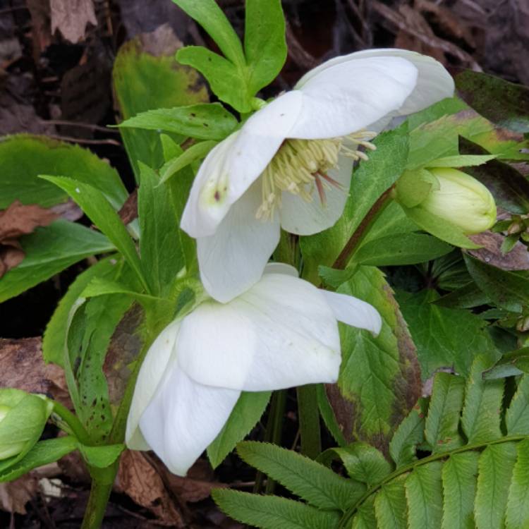 plant image 1217660