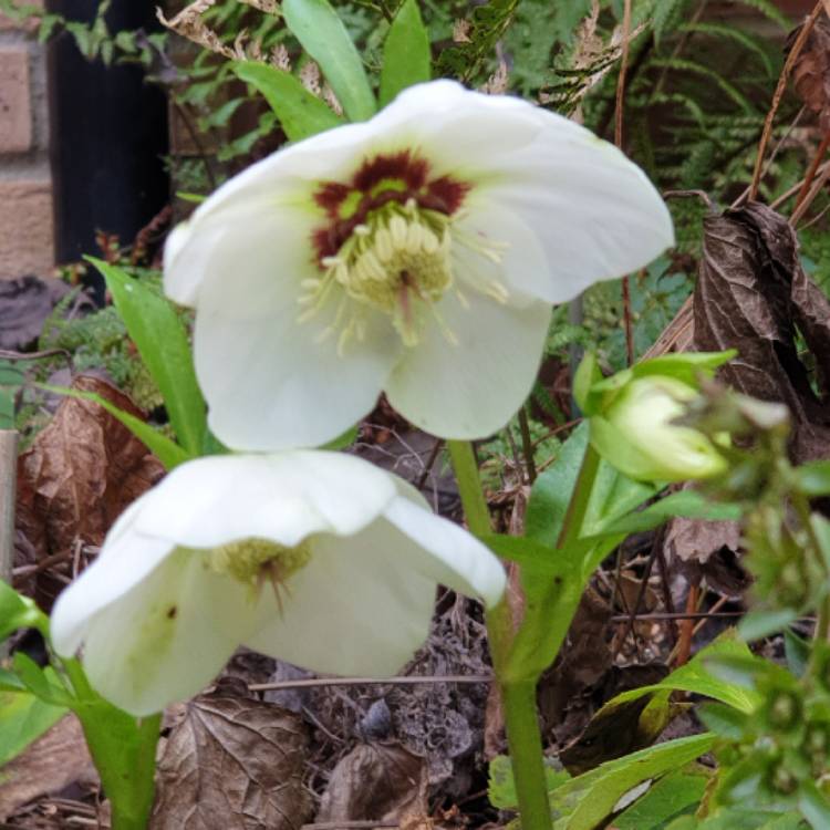 plant image 1217662