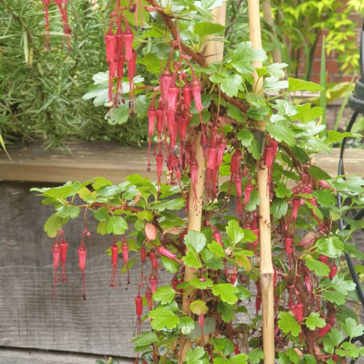 plant image 1278620