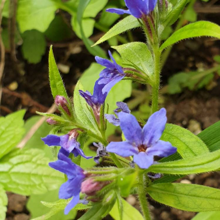 plant image 1278822